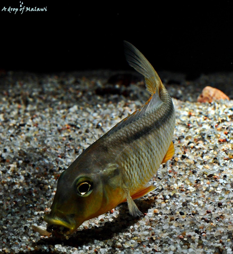 Buccochromis rhoadesii